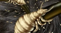 Utilizarea fondurilor de la lice full marx